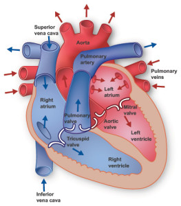 Anatomy of the heart